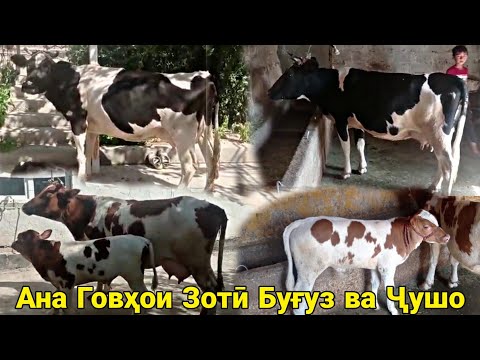 Се сар Говҳои