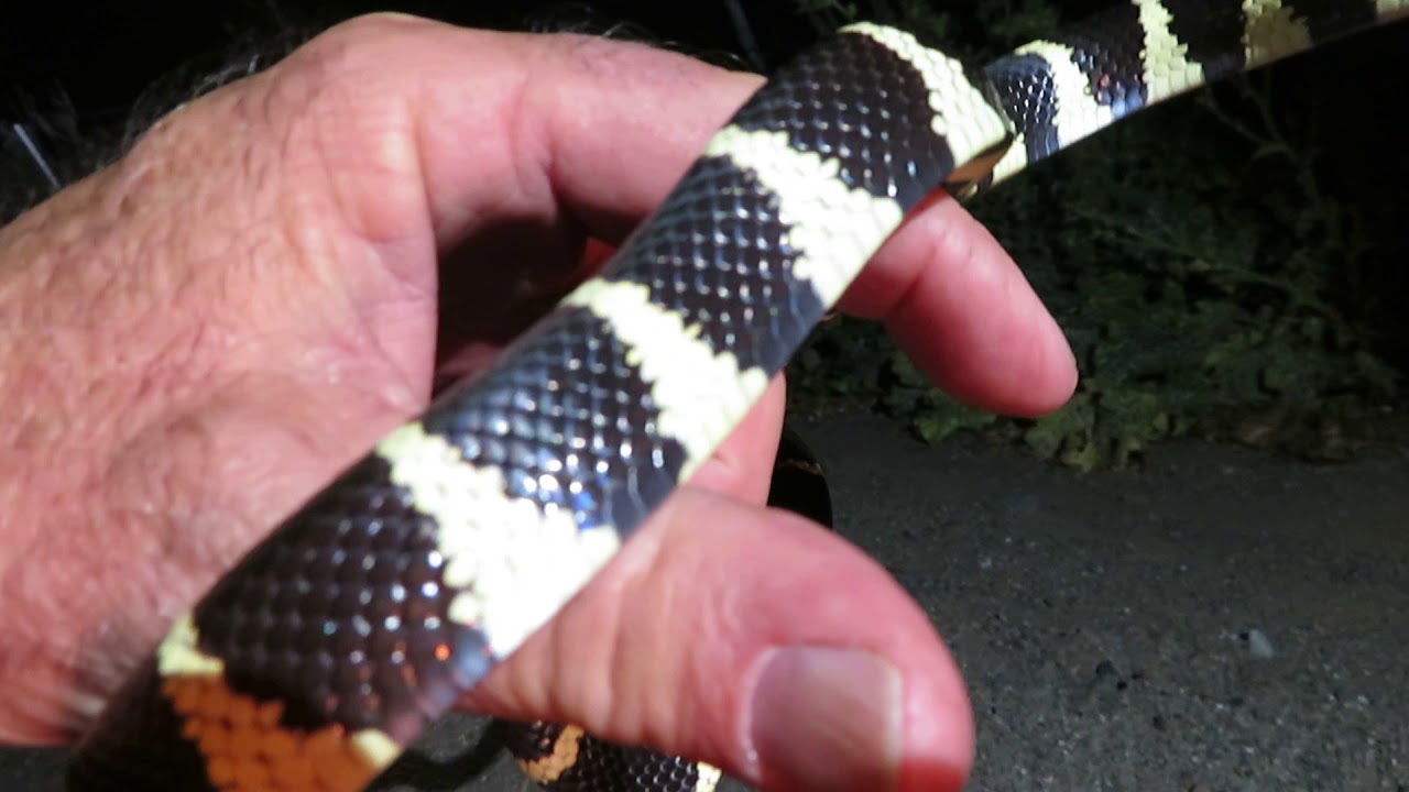 rat snakes in alabama Road Hunting In Livermore California / Beautiful California King Snake