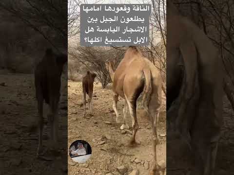 الناقة وقعودها امامها يطلعون الجبل بين الشجر اليابس هل الابل تستسيغ اكلها اكتب سبحان الله بالتعليقات