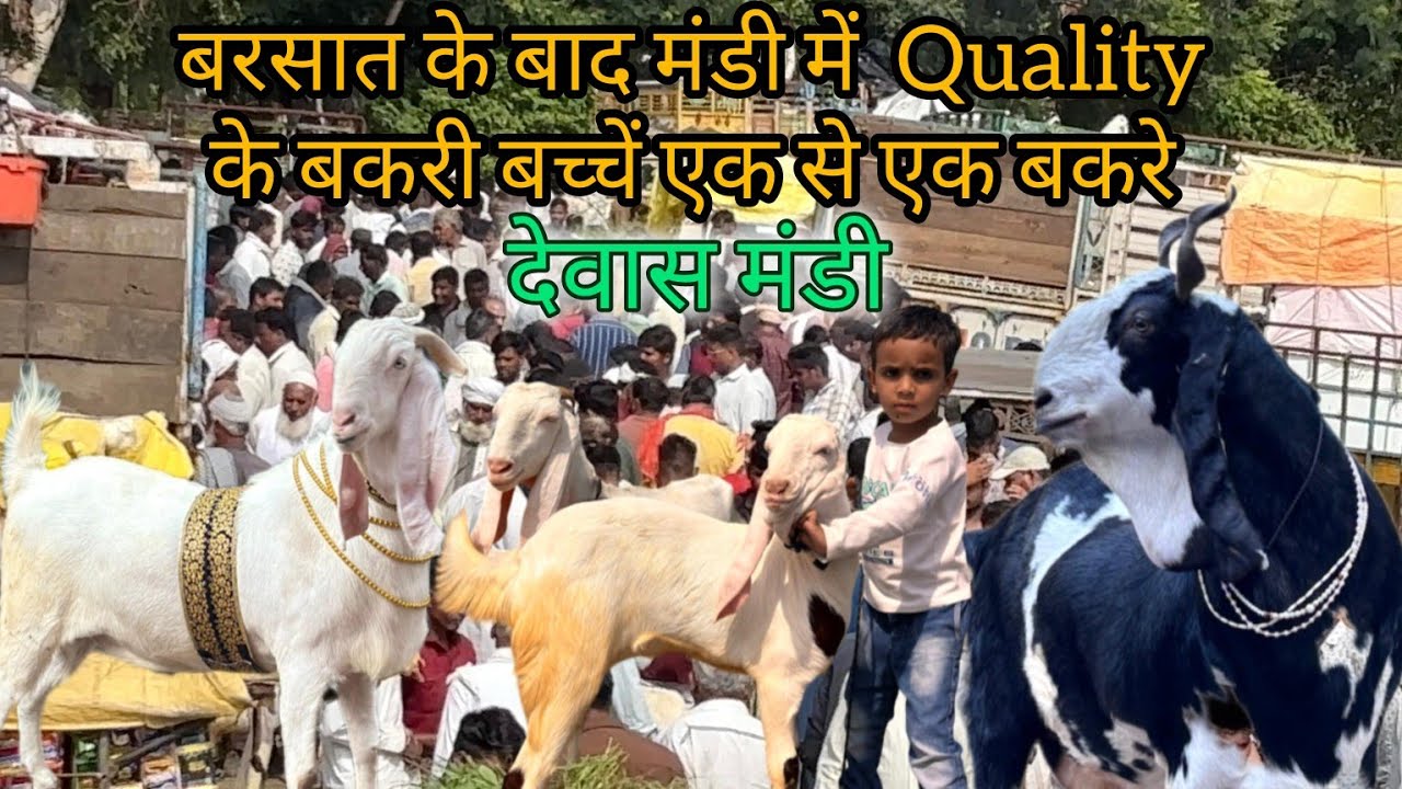 Dewas Bakra Mandi 11/9/2025