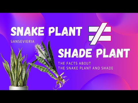 Video: B altieji gyvatės faktai – sužinokite apie gyvatės augalų naudojimą soduose