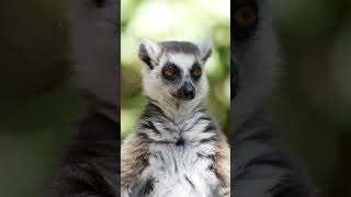 Curious lemur moments. Like & follow! #wildlife #nature #animallovers #wildlifeencounters