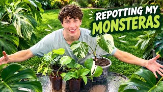 I FINALLY Repotted My Monsteras!