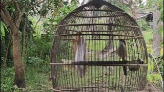 burung cendet malaysia