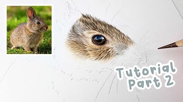 How to Draw a Realistic Bunny Rabbit | Bunny Rabbit Coloured Pencil Tutorial Part 2