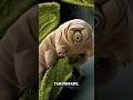 This creature can survive in outer space #wildlife #animals #animallife