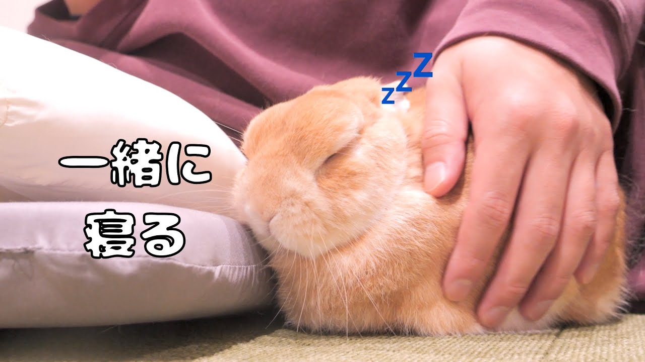 むくむぎ2点セットです❤ Boo-boo sprints, then naps beside me — Mugi too cute 【No.1759