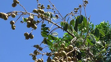 The Lychee Like Longan Tree - Easier to Grow than a Lychee and Delicious