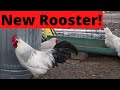 Introducing new rooster to the flock