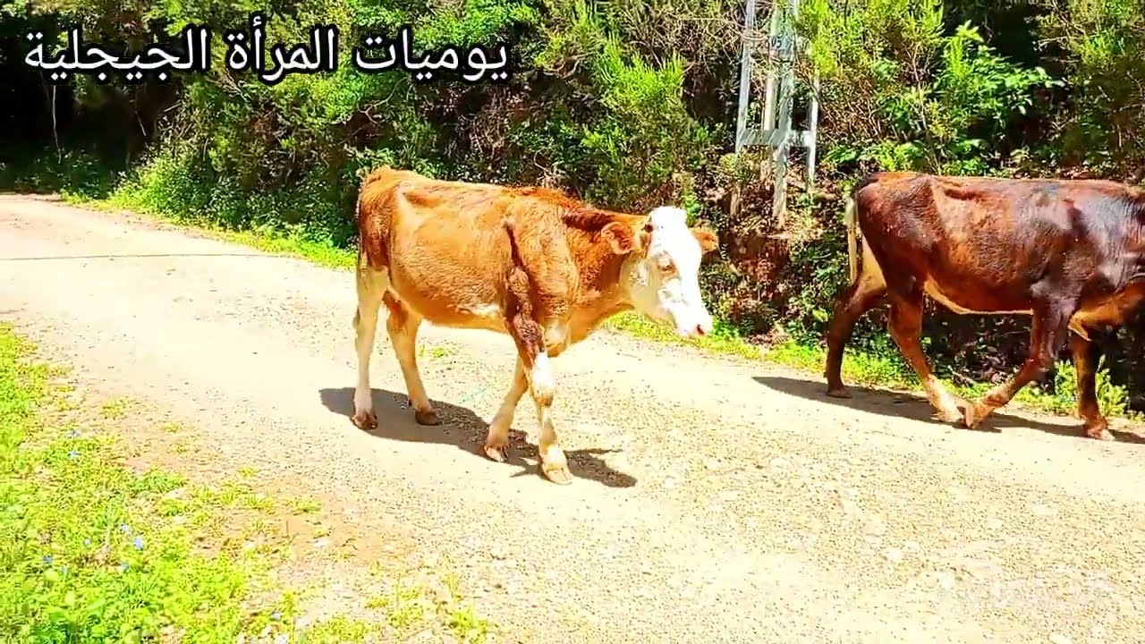 جولة في جبال اولاد عسكر الجزائر 🇩🇿 عشاق السياحة في الدرنا  الجبلية القرية الريفية جيجل