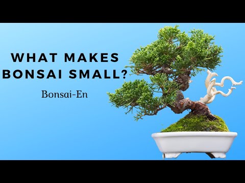 Mengungkap Misteri Bonsai: Alasan Mengejutkan di Balik Proporsi Kecilnya