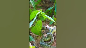 Đối đầu giữa tắc kè và rắn cườm !