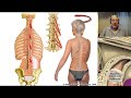L2 | Dorso | Profesor Eduardo A. Pró | Anatomía 2 | FMed UBA