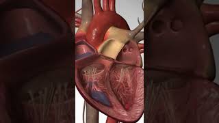 A Sudden Blow to the Chest #cardiacarrest #heartdisease #heartattack #ventricularfibrillation