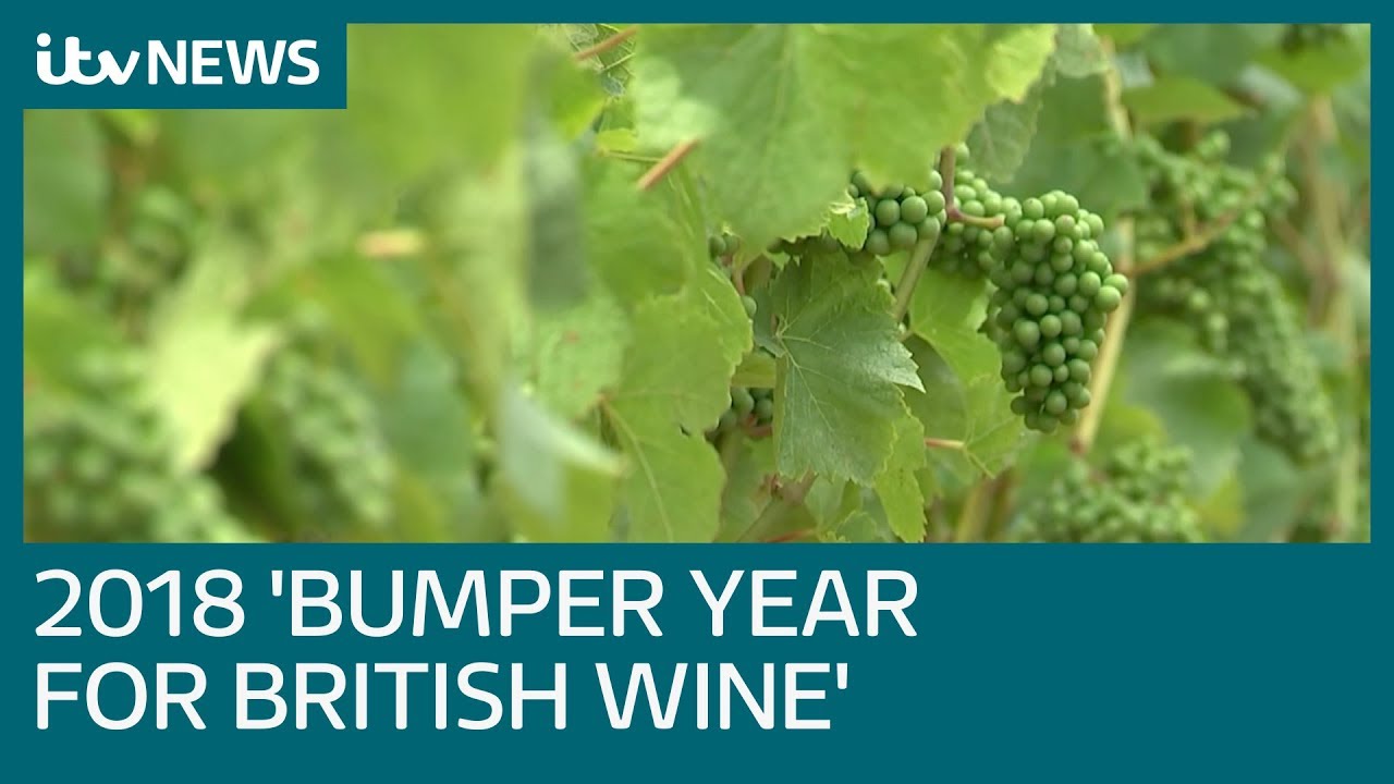 Heatwave means 2018 could produce vintage British wine | ITV News