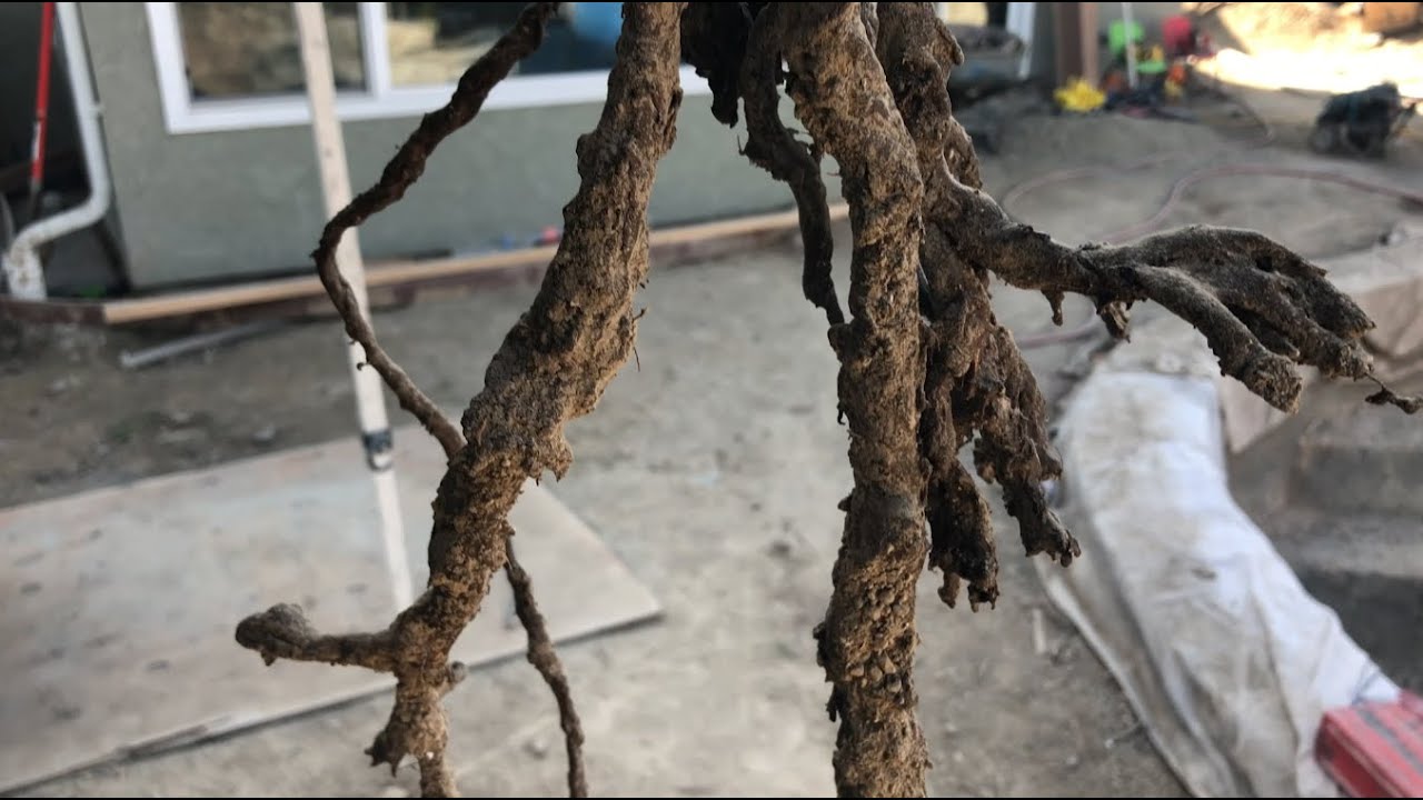 My roots! Ready to install! - YouTube