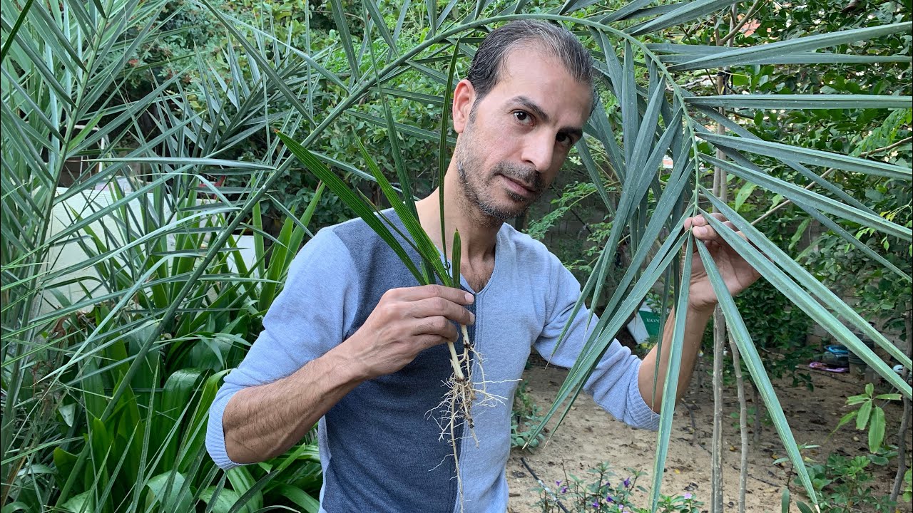 الطريقة الصحيحة لزراعة بذور التمر ، تحويل ومعرفة الفسائل ذكر (فحل) أم أنثى بطريقتين ، نتائج مذهلة