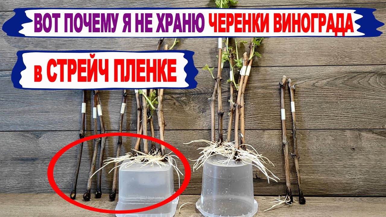 🍇 Вот что бывает с ЧЕРЕНКАМИ ВИНОГРАДА после хранения в СТРЕЙЧ ПЛЕНКЕ ...