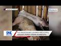 Pila ka ginasagod nga baboy sa San Enrique, Negros Occidental, nagkalamatay | One Western Visayas