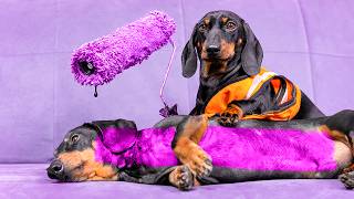 Art and Artist in One Frame! Cute & funny dachshund dog video!