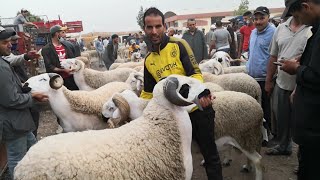 اجي تشوف اثمنة الحولي من رحبة الغنم اثنين برشيد اولاد احريز -الاثمنة مناسبة والخير موجود