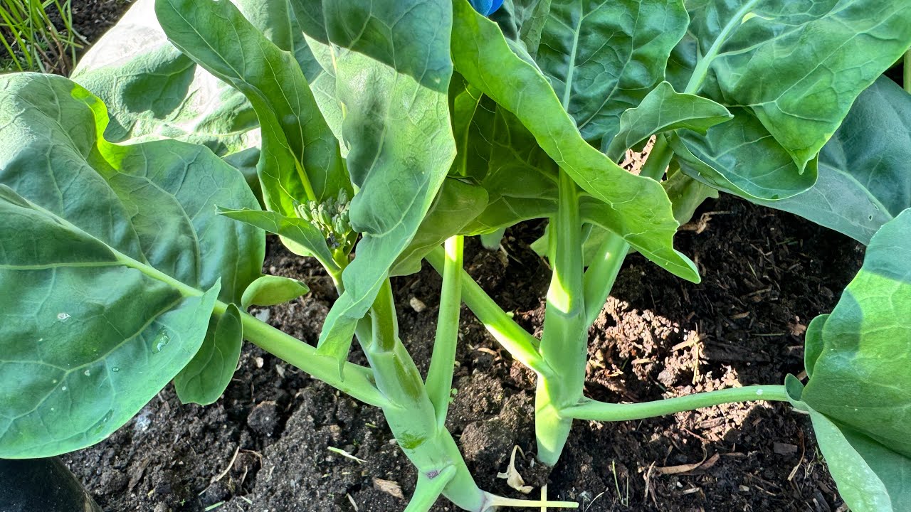 Bội Thu Cải Rổ mập Ú , thu hoạch Cần Tàu, lá rau tiến vua 🇨🇦2036》Vườn Rau Việt