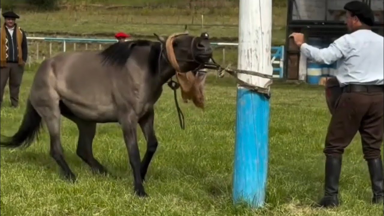 Традиционная школа верховой езды имени Амилькара Унануэ 🇦🇷