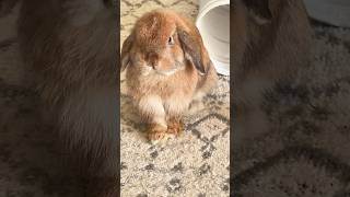 Angry Bunny Rabbit Thumping throwing Tantrum #shorts #petlovers #bunny #rabbit