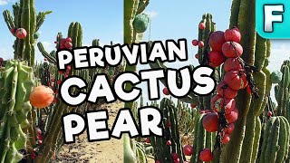 Peruvian Apple Cactus Fruit | Fruits You've Never Heard Of