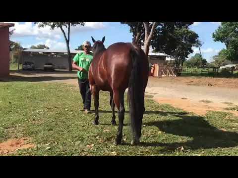 LOTE 23 - DIXIE BELLE REST - 1° LEILÃO SELO DE RAÇA