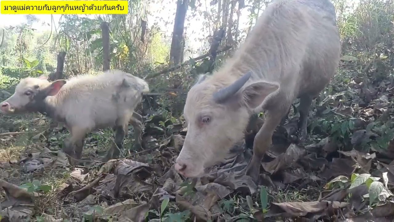 บรรยากาศยามบ่ายพาทุกคนมาดูแม่ควายกับลูกควายกินหญ้าด้วยกัน #buffalo #newvideo #ควายเผือก #ควายดำ