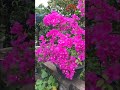 Bougainvillea blooms brightly in a pot #shorts