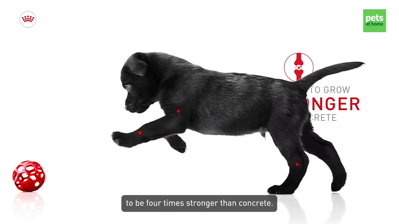 Royal Canin puppy food - YouTube