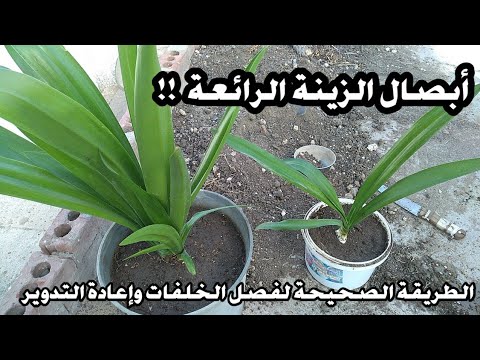 فيديو: Crinum Lilies - نصائح للعناية بنبات Crinum