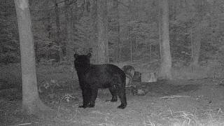 Wisconsin Bear Baiting is Getting Hot in August 2026
