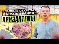 Хризантемы. Главные секреты выращивания успешного цветовода.