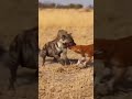 Striped Hyena vs Dhole 🐺💥 Battle of the Wild Hunters! #Wildlife #AnimalBattle #Predators #4K