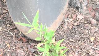 How to Grow Bamboo From Plant Cuttings