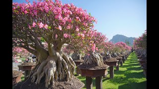 사막의 장미 화려한꽃을 가진 분재미!