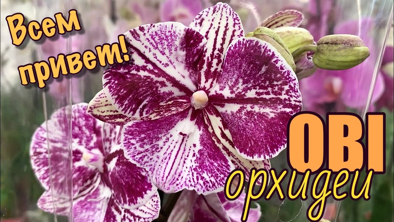 Обзор привоза ОРХИДЕЙ в ОБИ Лахта, СПБ. Осенняя прогулка с Юпкой. - YouTube