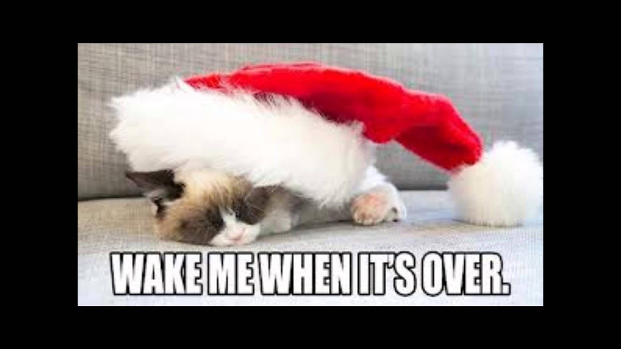 A Very Grumpy Cat Christmas YouTube