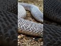 দম বন্ধ হওয়া মুহূর্ত! খোলা মাঠে বিশাল কোবরা | Giant Cobra Spotted in Open Field