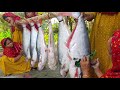 Costly Rive PANGAS Fish  - Pangasius Fish Curry Cooking in Village - Ladies Cooking River Fish