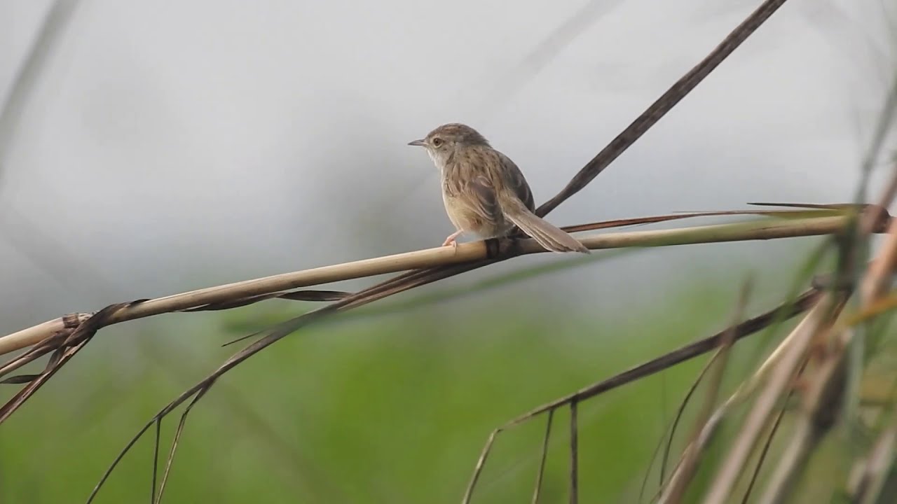 Graceful Prinia singing