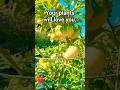 Keep Your Tomatoes Fruiting Like  Crazy | Mid Season Feeding Tip #shorts