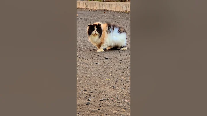 Video 8672351: persian cat show quality, kitten pets cutecat, calico kitten