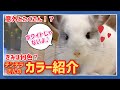 【チンチラ】チンチラさんのカラー紹介♪