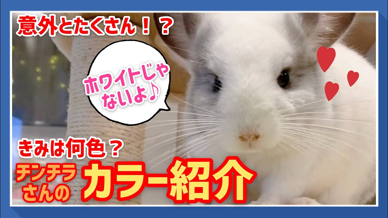 チンチラ】チンチラさんのカラー紹介♪ - YouTube