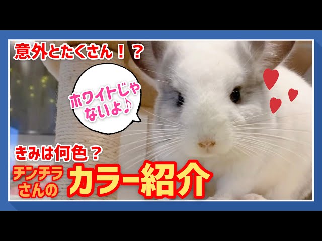 チンチラ】チンチラさんのカラー紹介♪ - YouTube