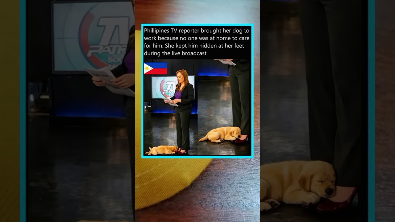 A Loyal Dog Accompanies Live Broadcasts. 